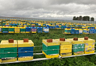 Пасека Петра Морозова - новая концепция расположения пчелосемей 