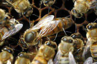Купить Пчеломатка "Карника" - плодная по цене 1 500 руб. руб.