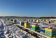 Зимовка пчёл на промышленной Пасеке Петра Морозова - в Московской области , Волоколамском районе