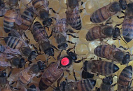 Пчеломатки с семейной пасеки Никитенко 