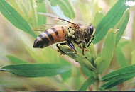 Обножка пчелинная, перга и Наше здоровье