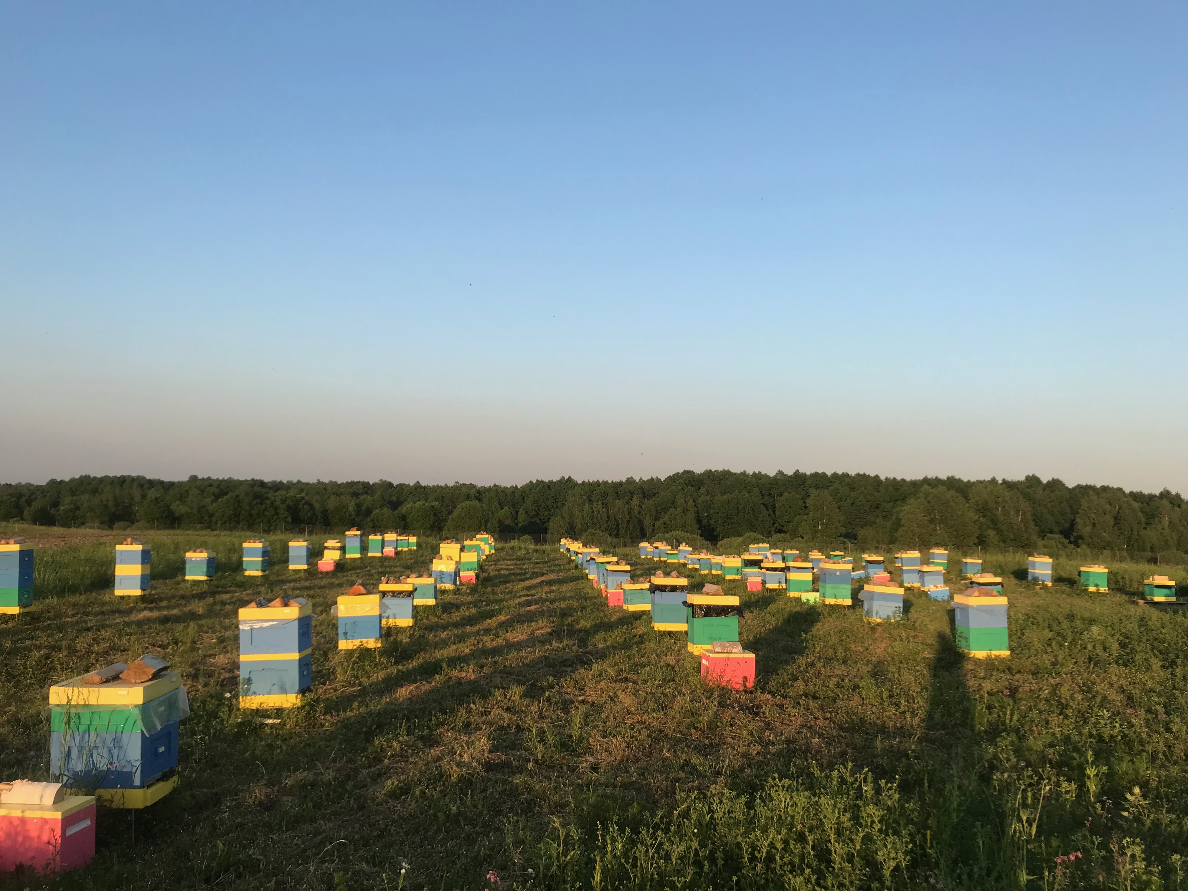 Промышленная пасека. Крупные пасеки. Огромная пасека. Пасеки России.