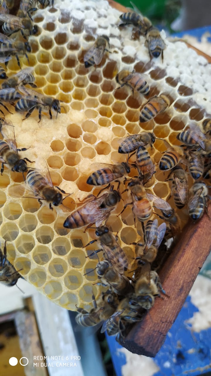 Купить Пчеломатка "Бакфаст" - плодная по цене 1 350 руб. руб.