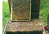 Семейная пасека Бобринских –  Несколько слов о разведении породы пчел Бакфаст, и выводу пчелиных маток на основе принципа селекции