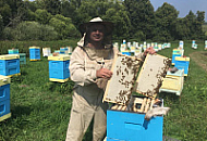 Заказать рой пчёл - вы можете в Апистрой 