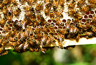 Влияние пробиотической кормовой добавки на хозяйственно-полезные признаки пчёл